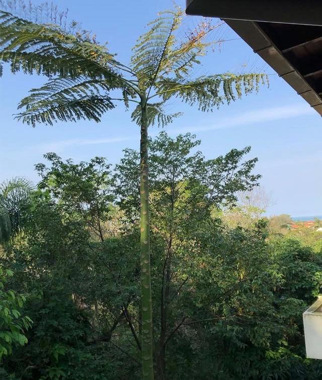 Casa Figueira Na Pedra 호텔 Florianópolis 외부 사진